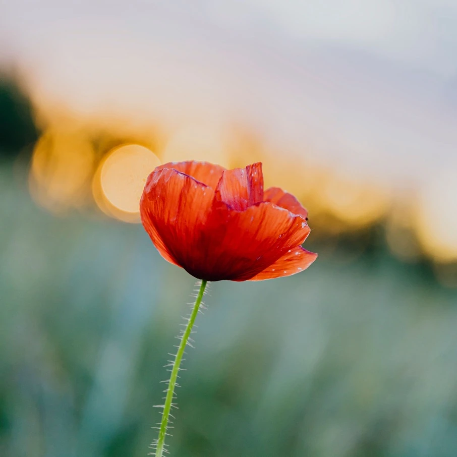 poppy
