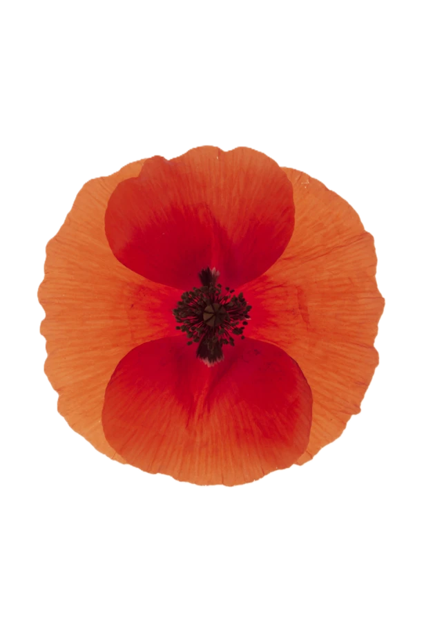 poppy 2